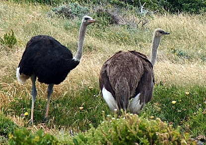 Jual   Burung Unta atau ostrich